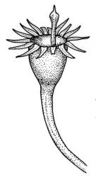 Orthorrhynchium elegans, capsule, dry. Drawn from K.W. Allison 170, CHR 535830.
 Image: R.C. Wagstaff © Landcare Research 2015 